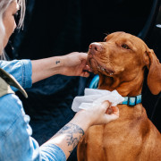 Feuchttücher für Hunde Explorer Dog Natürliche Feuchttücher für Hunde 40 Stück