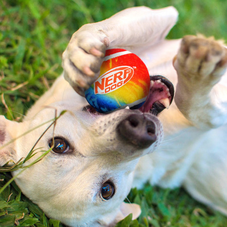 Hundespielzeug Nerf Dog Blaster + Tennis Balls 2 pcs