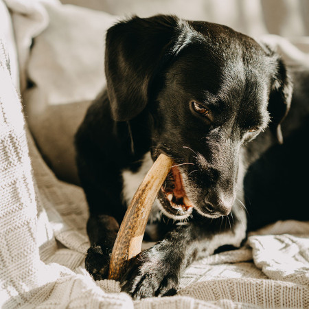 Hundespielzeug Explorer Dog Antler Chew easy