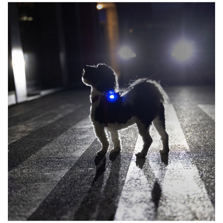 Hundelicht Curli Luumi Safety LED Lights rechargeable
