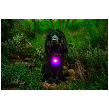 Hundelicht Mountain Paws Dog safety light 2-Pack