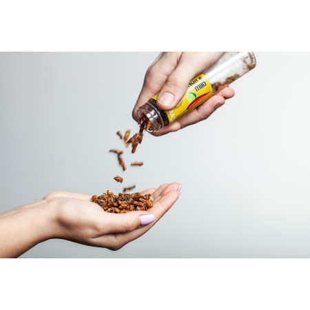 Essbare Grillen Sens Knusprig geröstete Grillen Chili & Limette