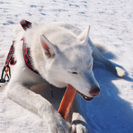 Hundespielzeug Explorer Dog Himalayan Chew