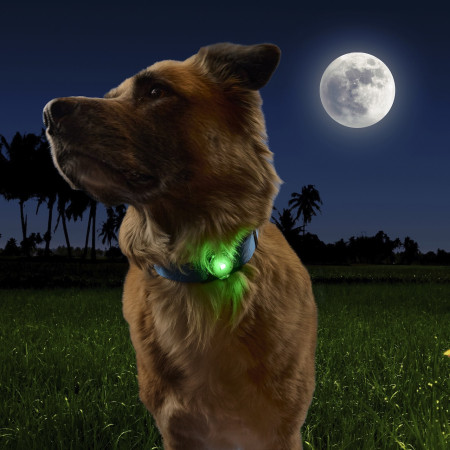 Hundelicht Nite Ize NiteDog™ Rechargeable Pet Light