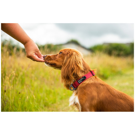 Hundehalsband Mountain Paws Extra Tough Dog Collar