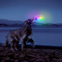 Hundespielzeug Nite Ize Flashflight® Dog Discuit™ LED Flying Disc
