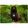 Hundelicht Mountain Paws Dog safety light 2-Pack