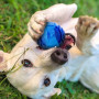 Hundespielzeug Nerf Dog Set Lightning & Sonic