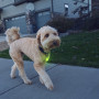Leuchtendes Hundehalsband Nite Ize SpotLit Rechargeable Collar Light