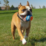 Hundespielzeug Nerf Dog Small Tennis Balls 3 pcs