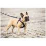 Hundeleine Curli Adjustable Leash Nylon