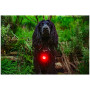 Hundelicht Mountain Paws Dog safety light 2-Pack