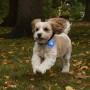 Leuchtendes Hundehalsband Nite Ize SpotLit Rechargeable Collar Light