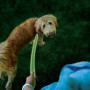 Hundeleine Nite Ize LED NiteDog